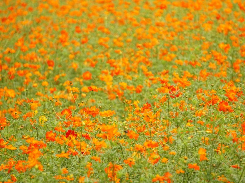 コスモス,秋桜,ミラーレス,一眼,カメラ,撮り方,レンズ
