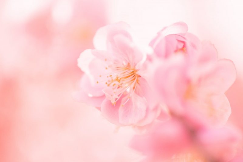 梅,露出補正,撮り方,写真