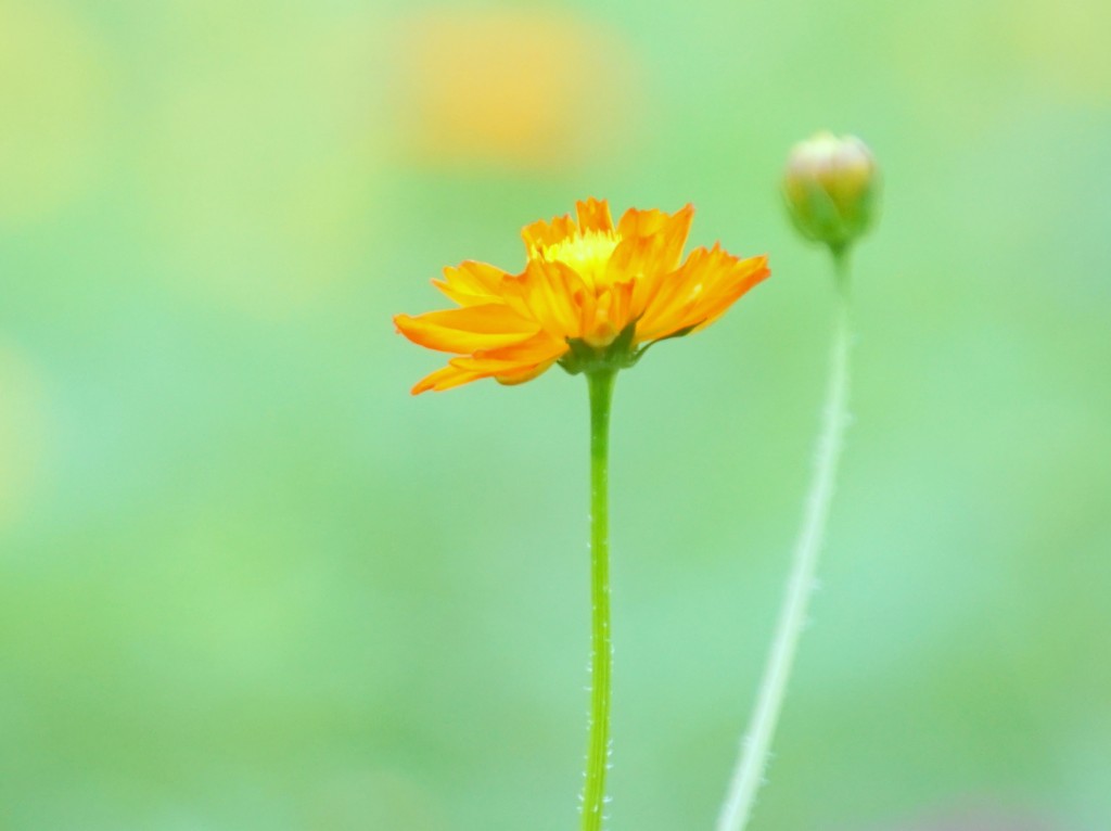 ohana-20150825−004