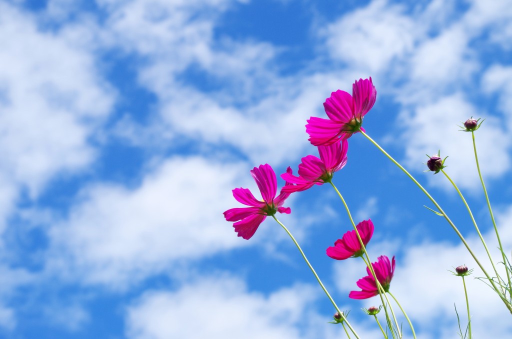 ohana-20150825−006