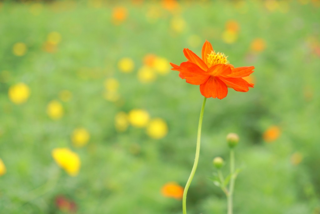 ohana-20150825−007