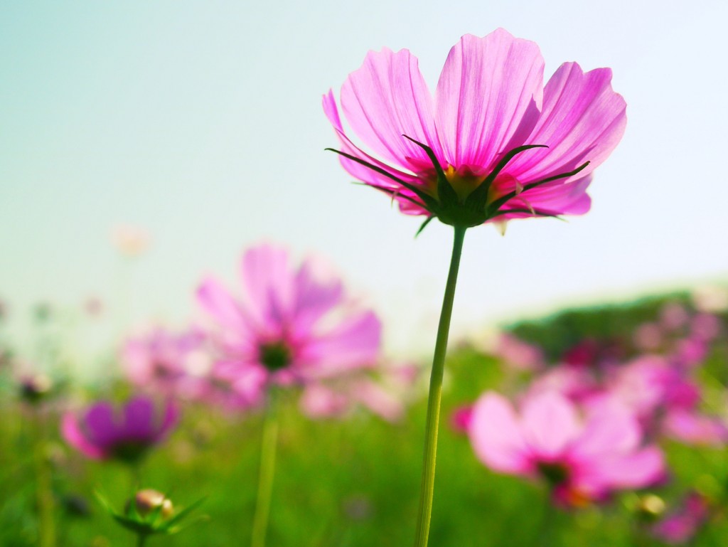 コスモス 秋桜 の写真を簡単 キレイ に撮りたい 初心者さんにやさしい ミラーレス一眼写真教室