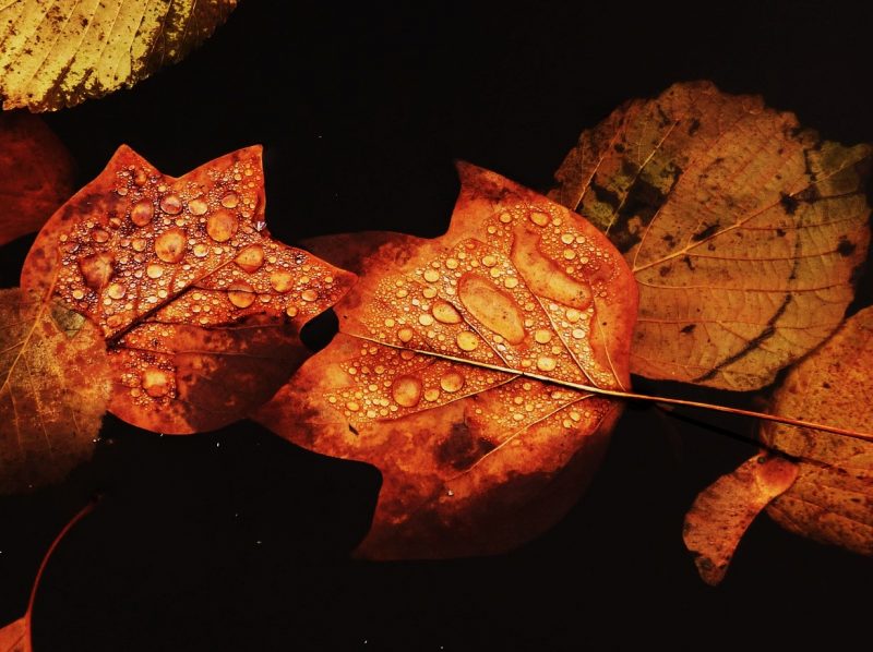 紅葉