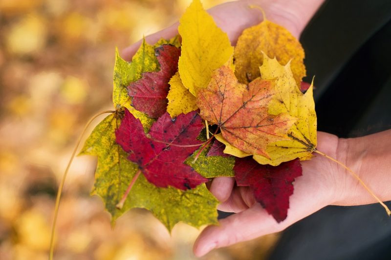 紅葉
