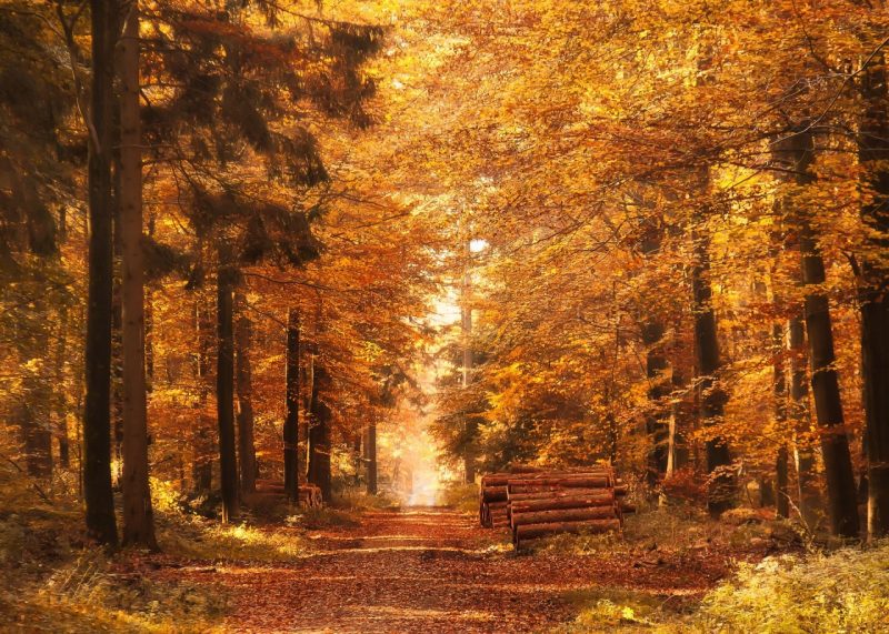 紅葉,ホワイトバランス