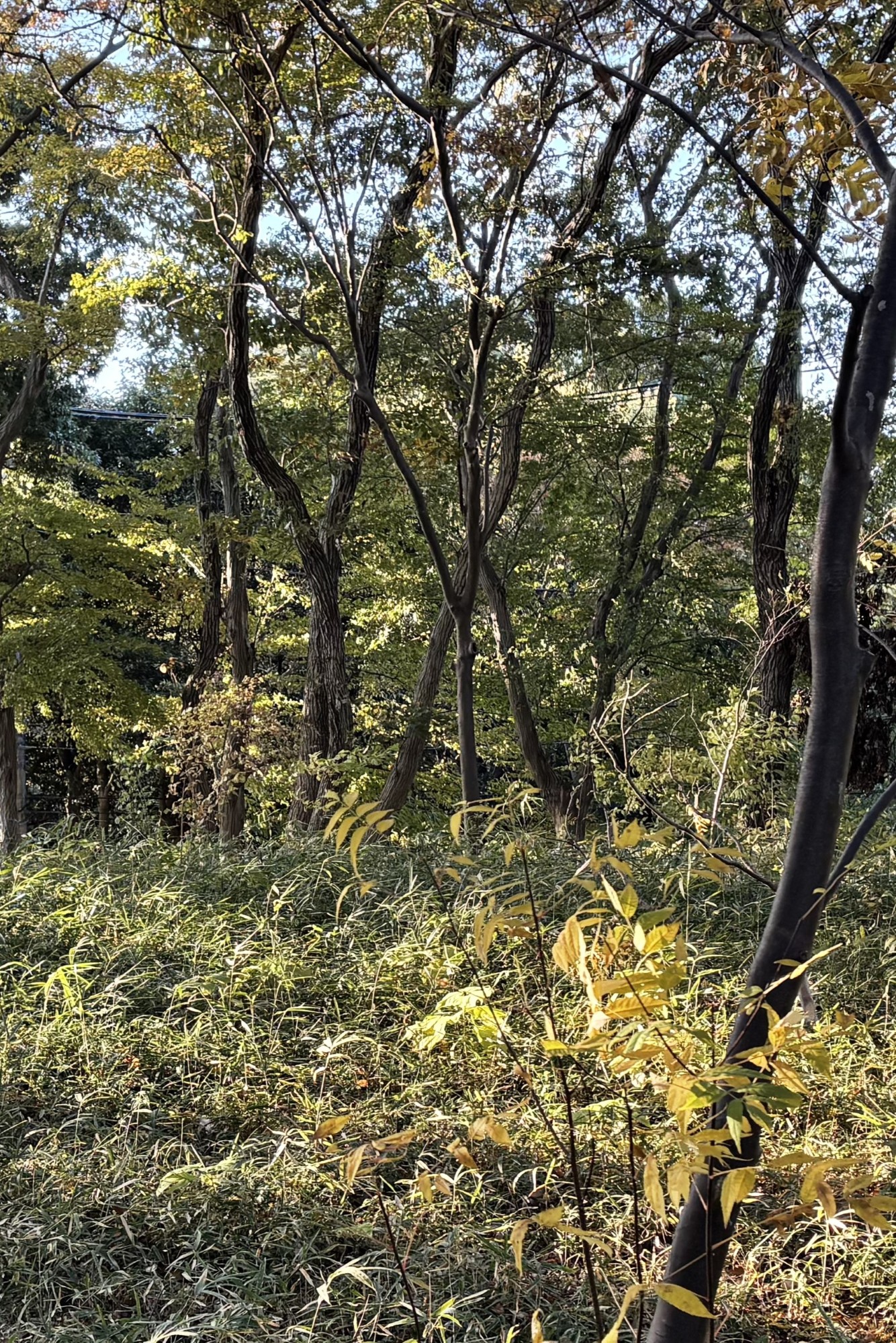 iPhone,12MP,24MP,48MP,違い,設定,解像度,フォーマット