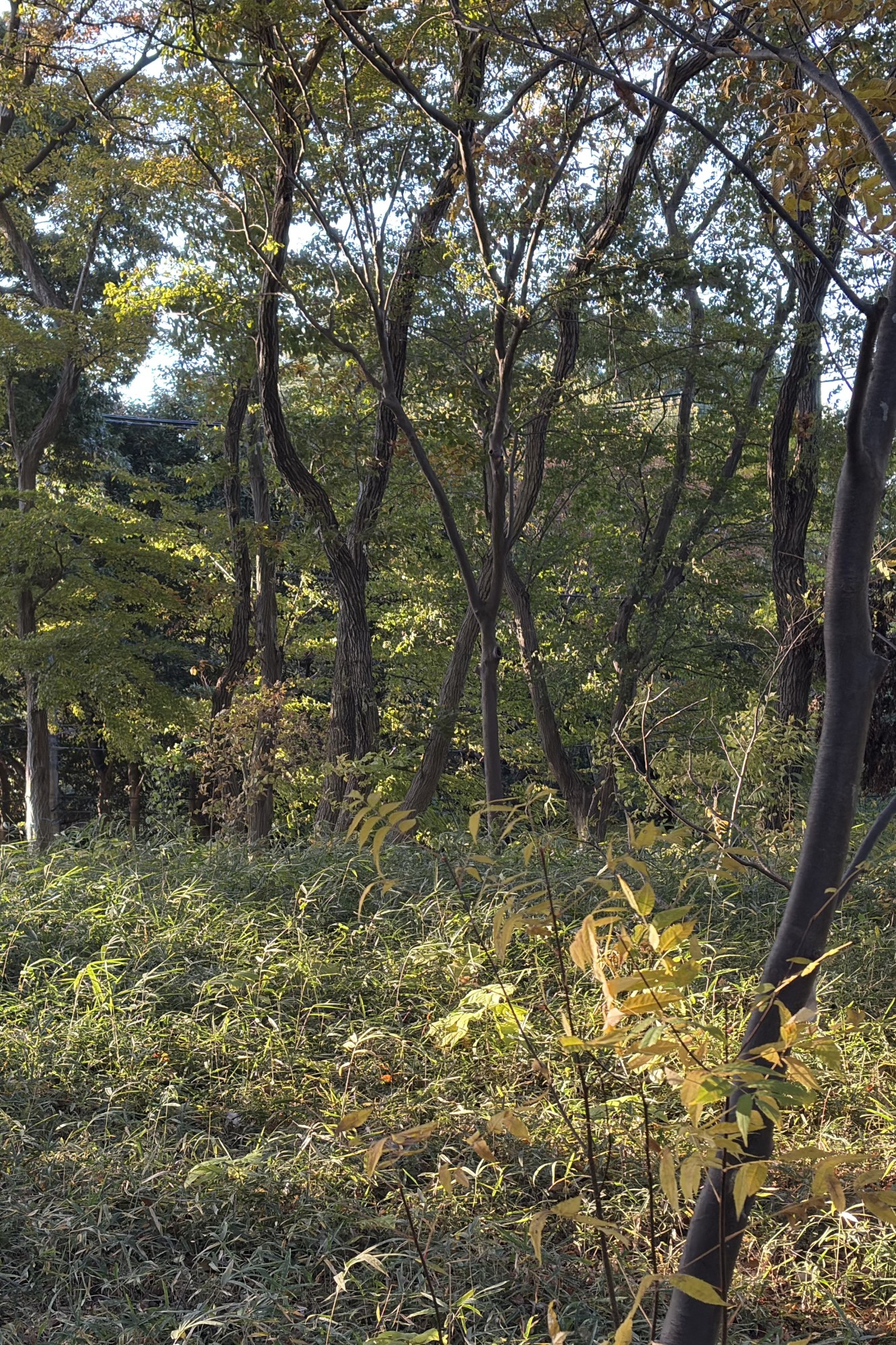 iPhone,12MP,24MP,48MP,違い,設定,解像度,フォーマット